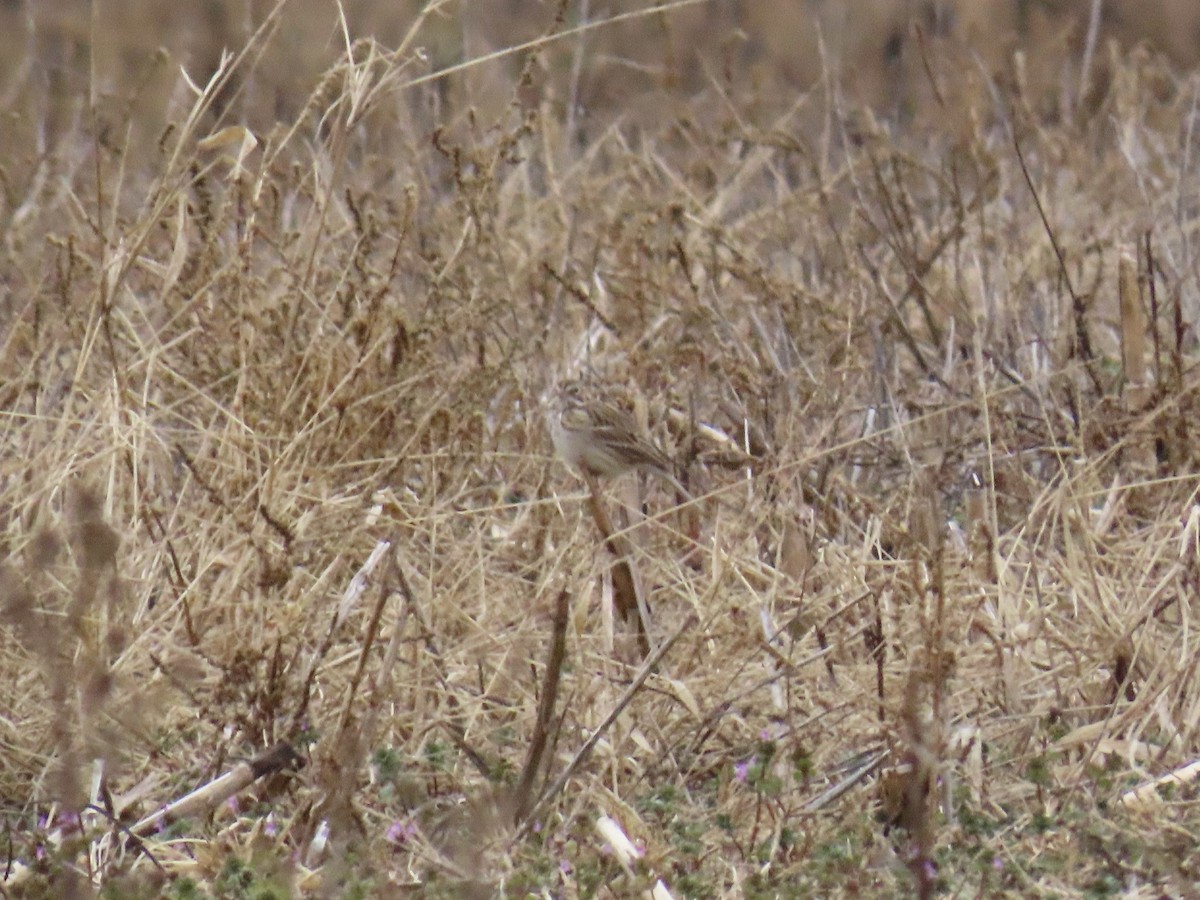 Vesper Sparrow - ML647156503