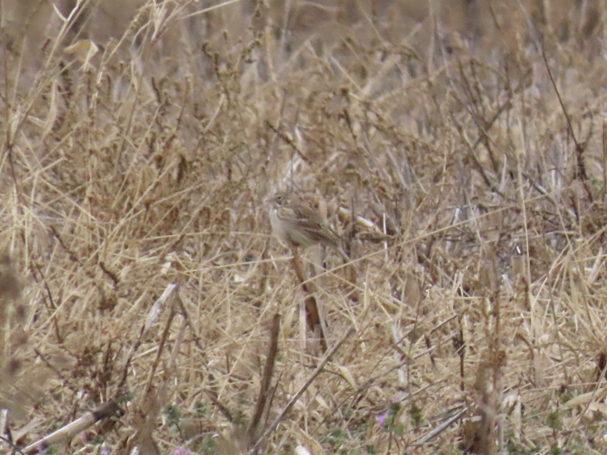 Vesper Sparrow - ML647156505