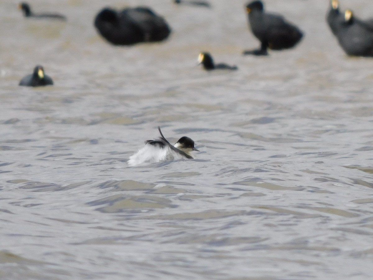 Silvery Grebe (Andean) - ML647156511