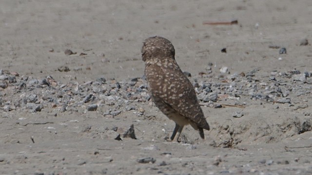 Burrowing Owl - ML647156513