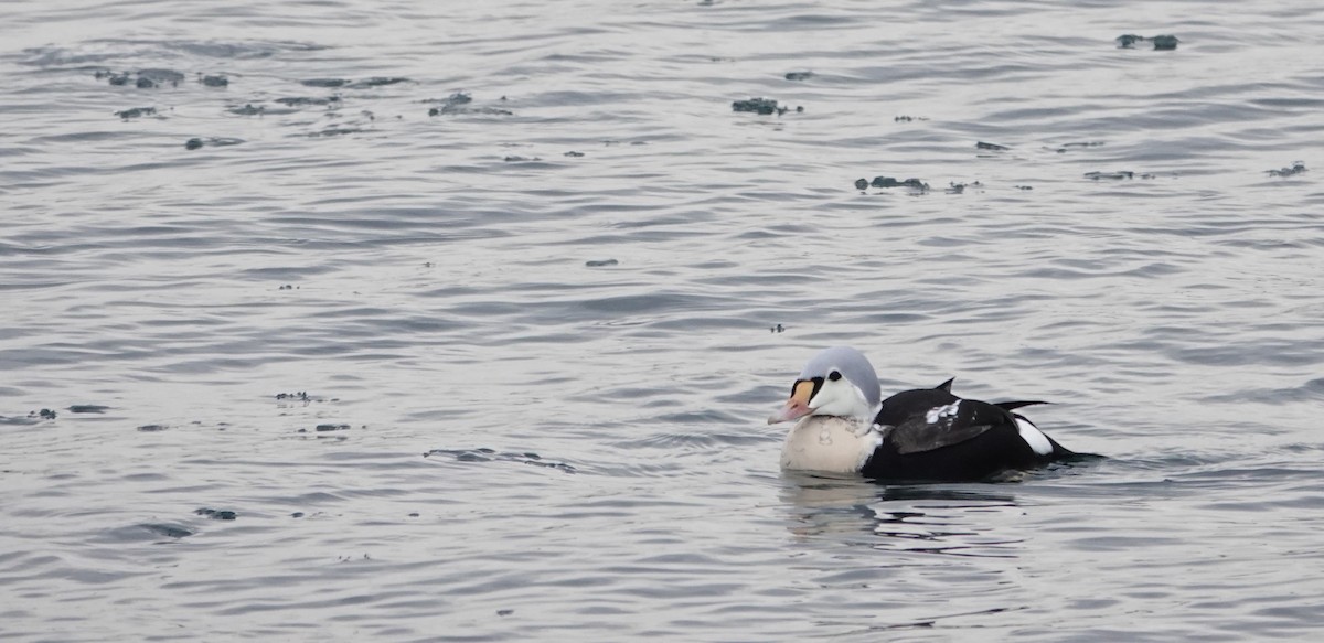 kajka královská - ML647156517