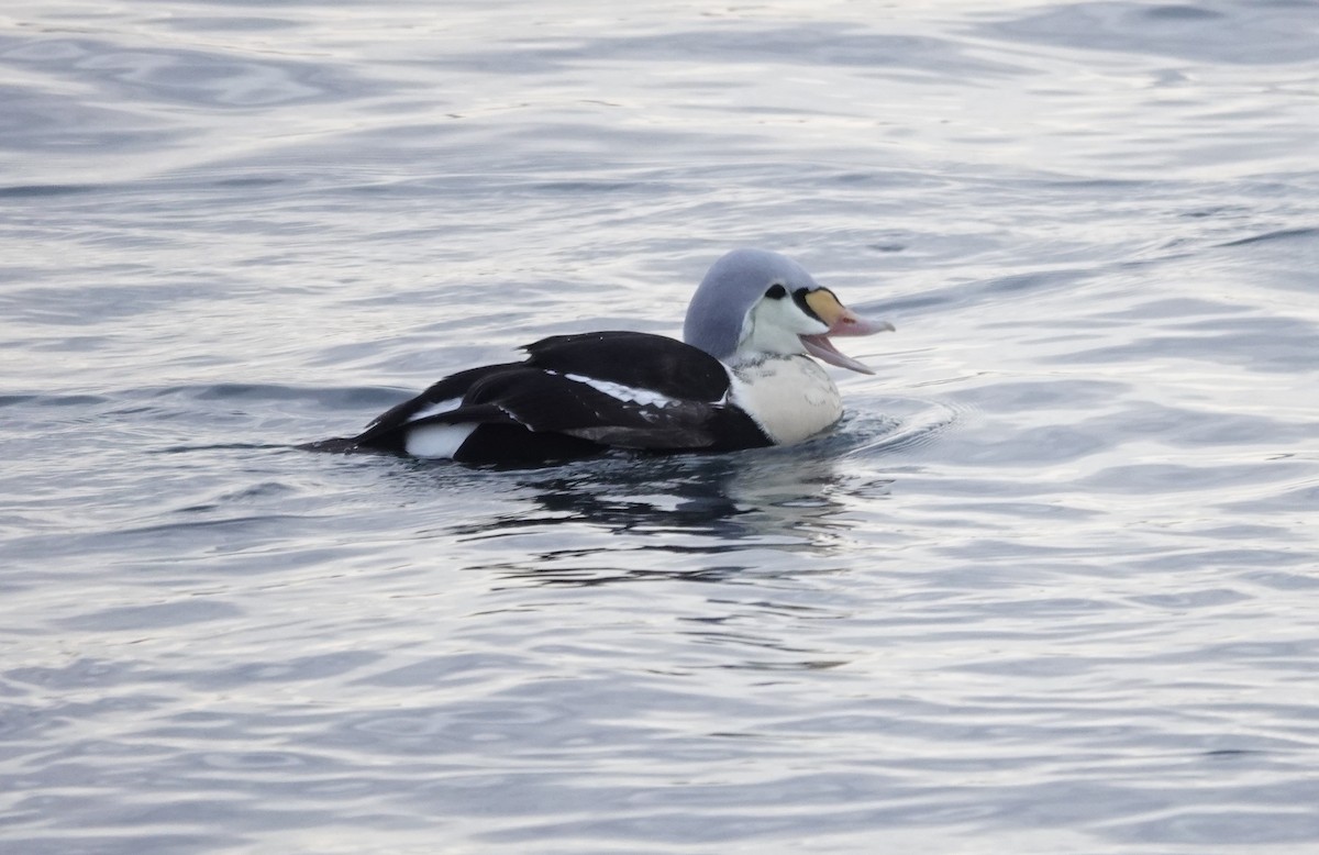 kajka královská - ML647156518