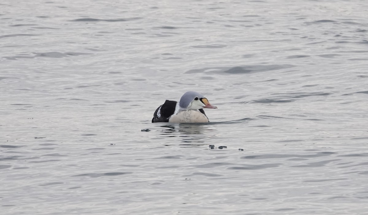 kajka královská - ML647156519