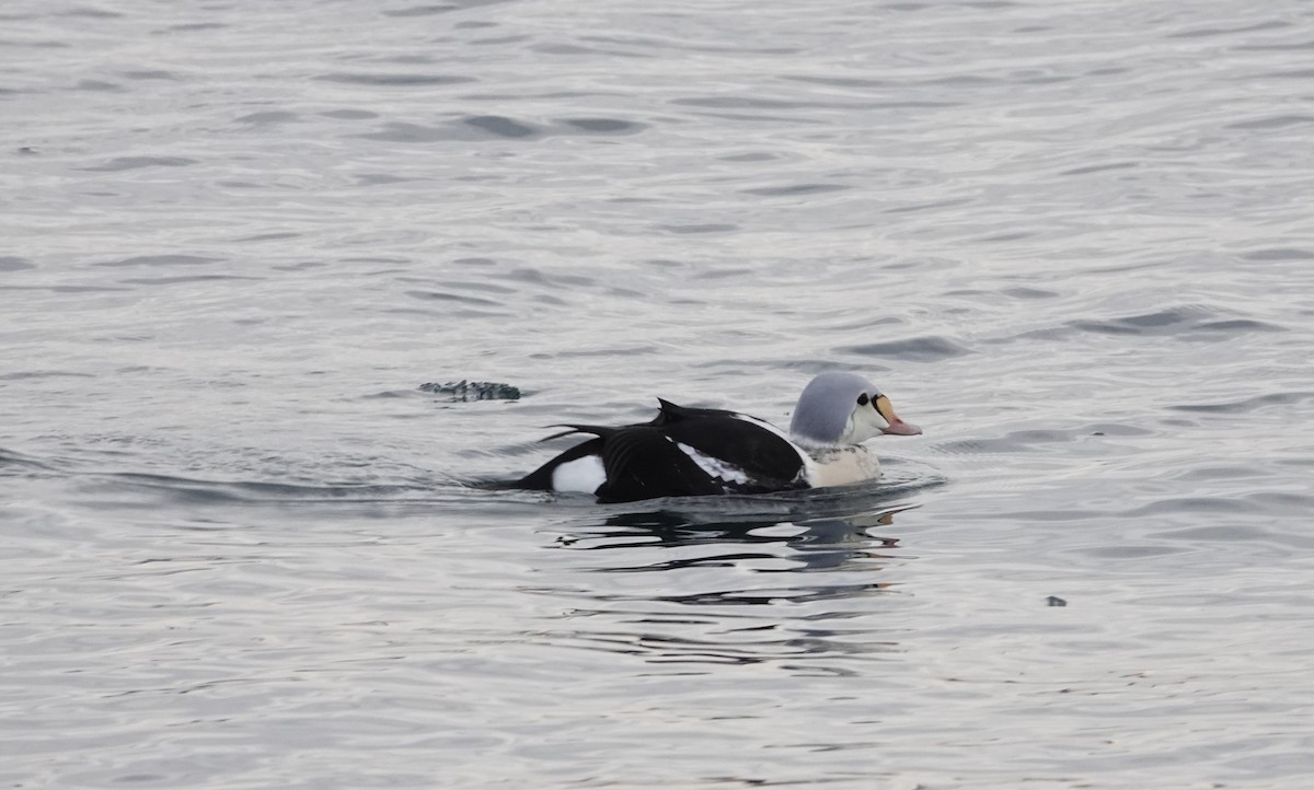 kajka královská - ML647156520