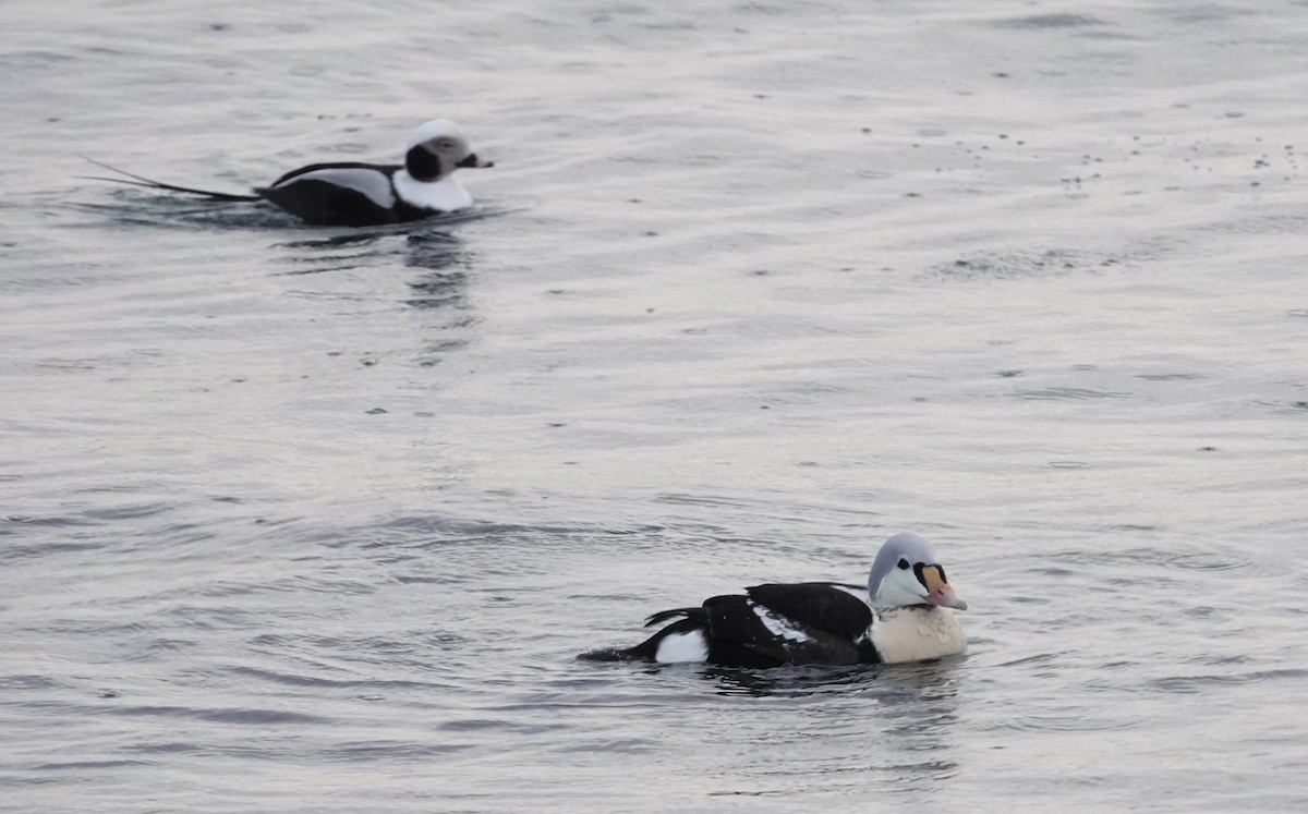 kajka královská - ML647156521