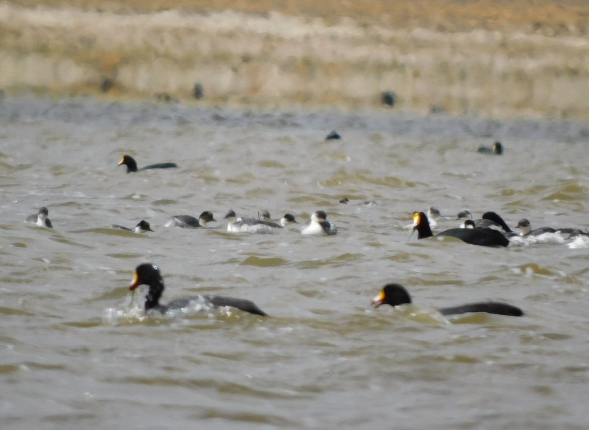 Silvery Grebe (Andean) - ML647156524