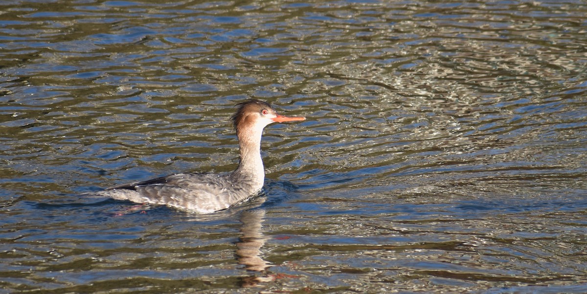 Serreta Mediana - ML647156525