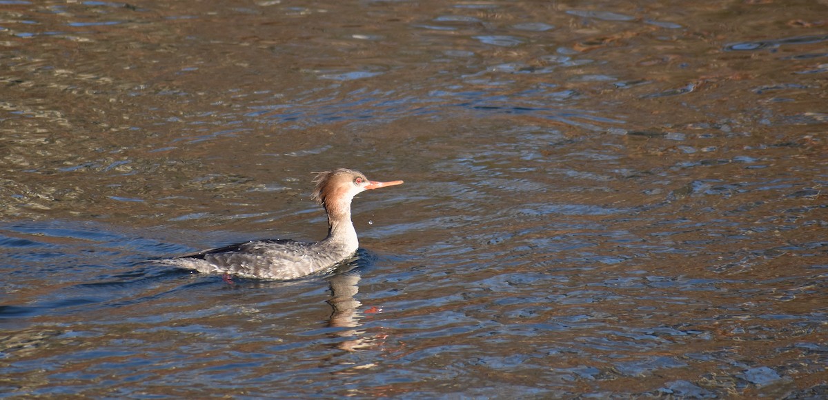 Serreta Mediana - ML647156527