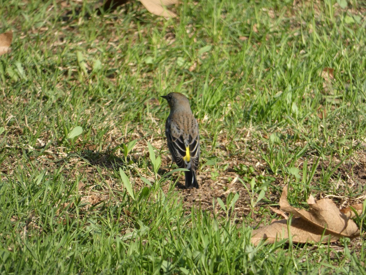 Yellow-rumped Warbler - ML647156528