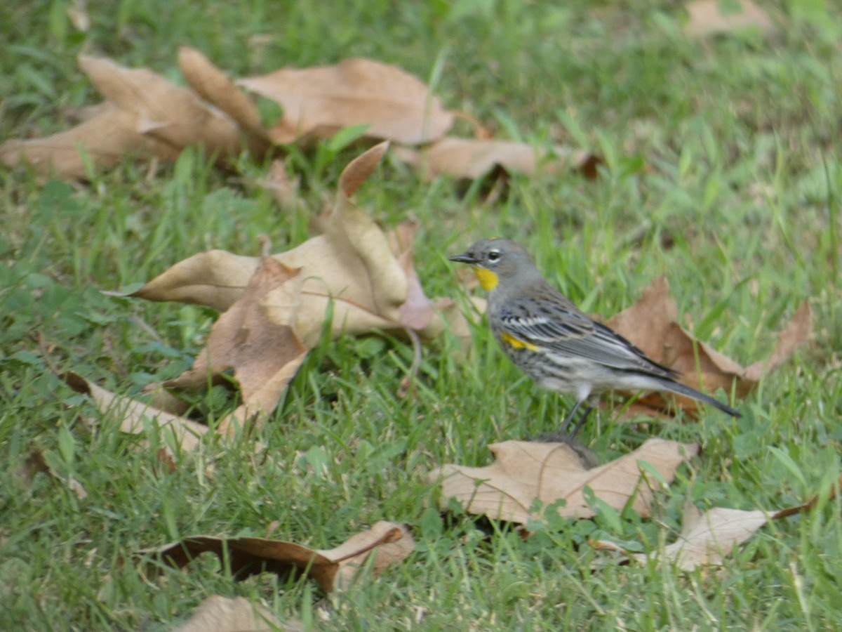 Yellow-rumped Warbler - ML647156532