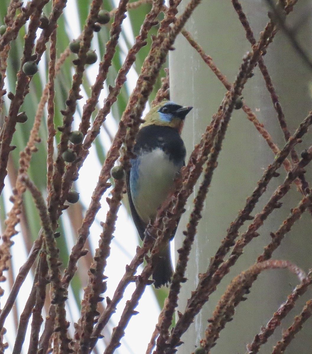 Золотистоголовая танагра - ML647156545