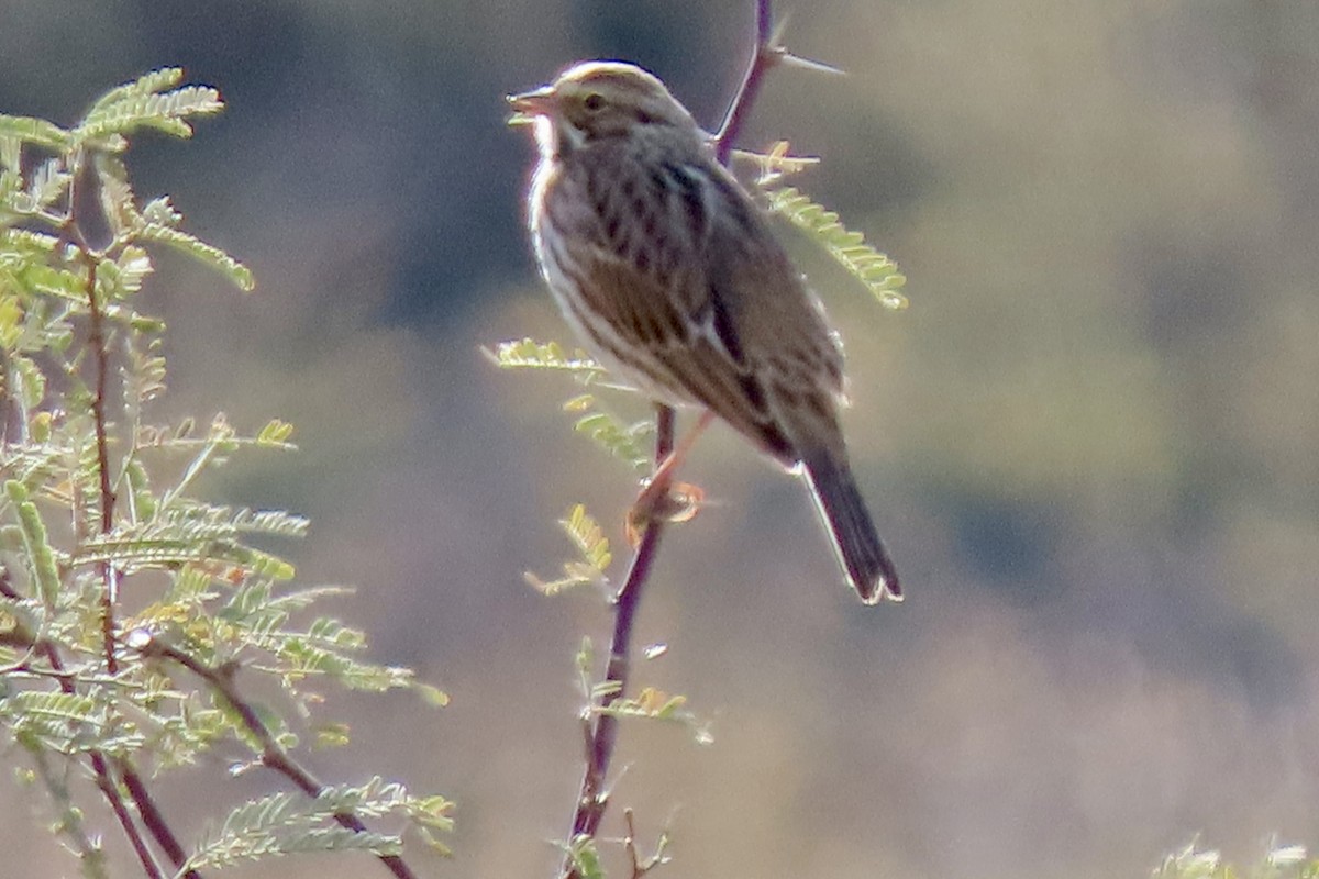 strnadec luční - ML647156547