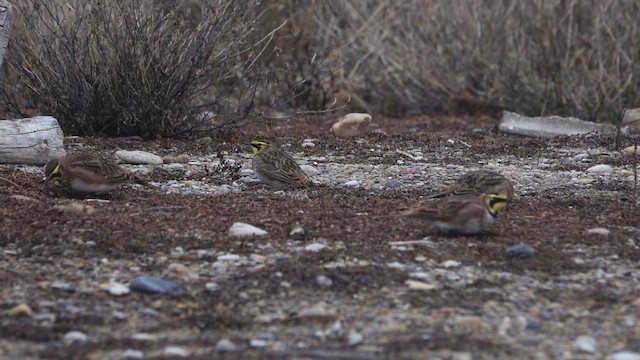 צחיחנית חרמון - ML647156552