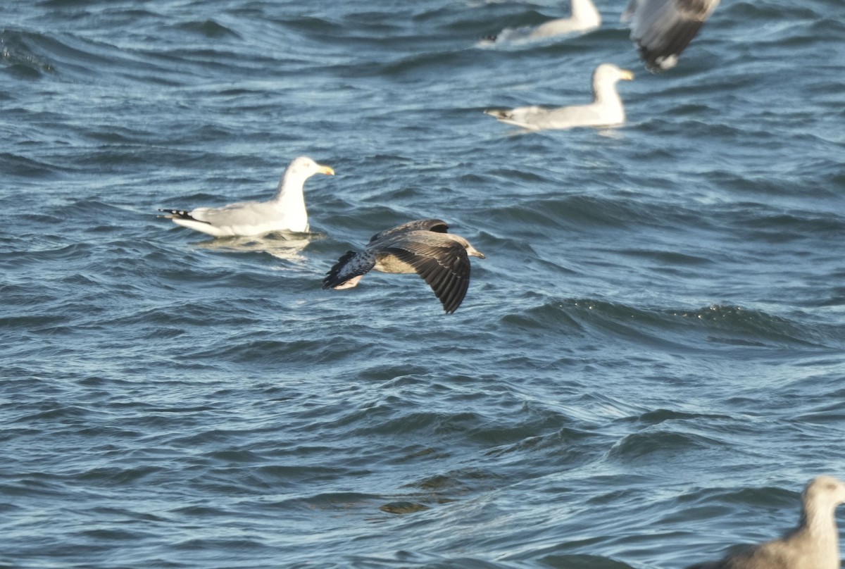 ニシセグロカモメ - ML647156554