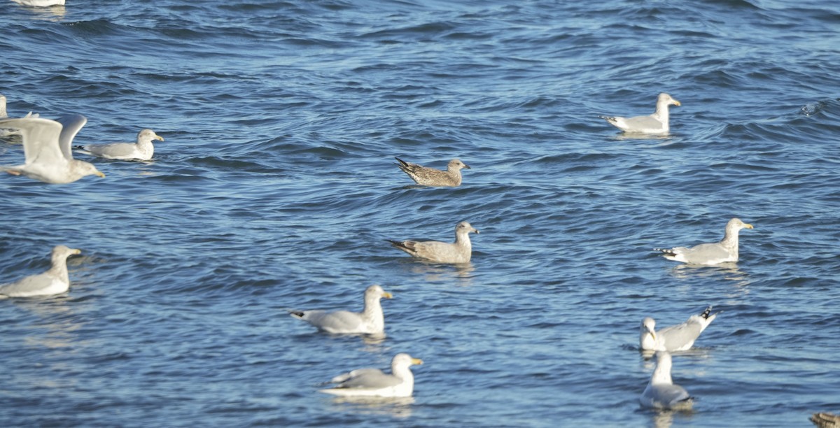 ニシセグロカモメ - ML647156555