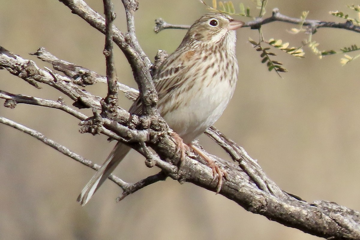 Vesper Sparrow - ML647156556