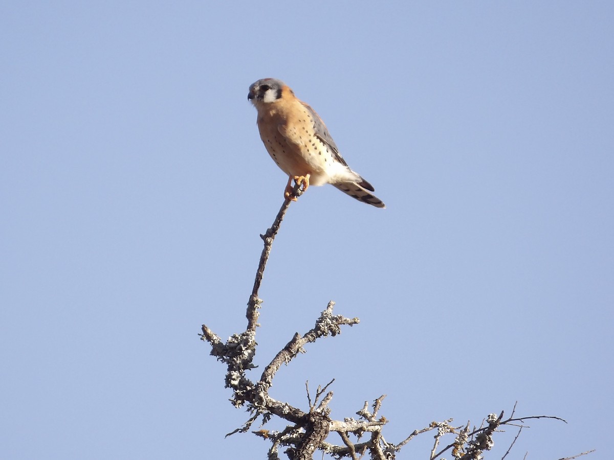 American Kestrel - ML647156569