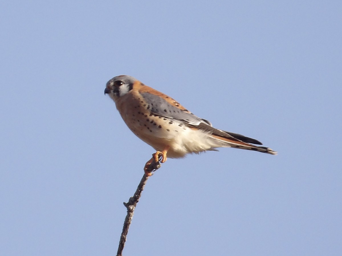 American Kestrel - ML647156570