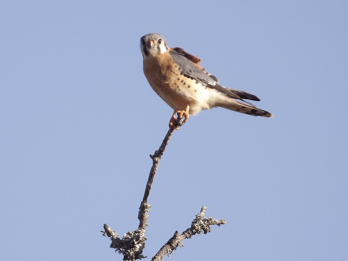 American Kestrel - ML647156571