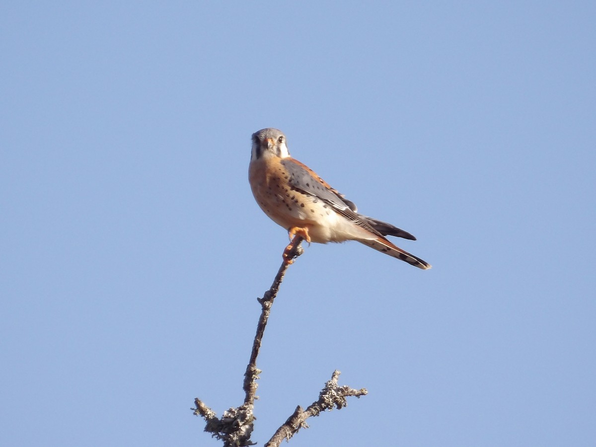 American Kestrel - ML647156572