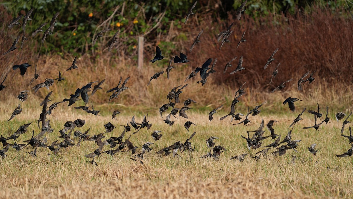 Brewer Karatavuğu - ML647156575