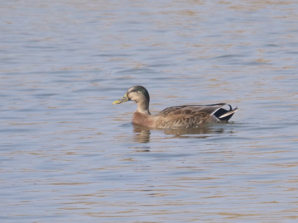 Eastern Spot-billed Duck x Mallard (hybrid) - ML647156576