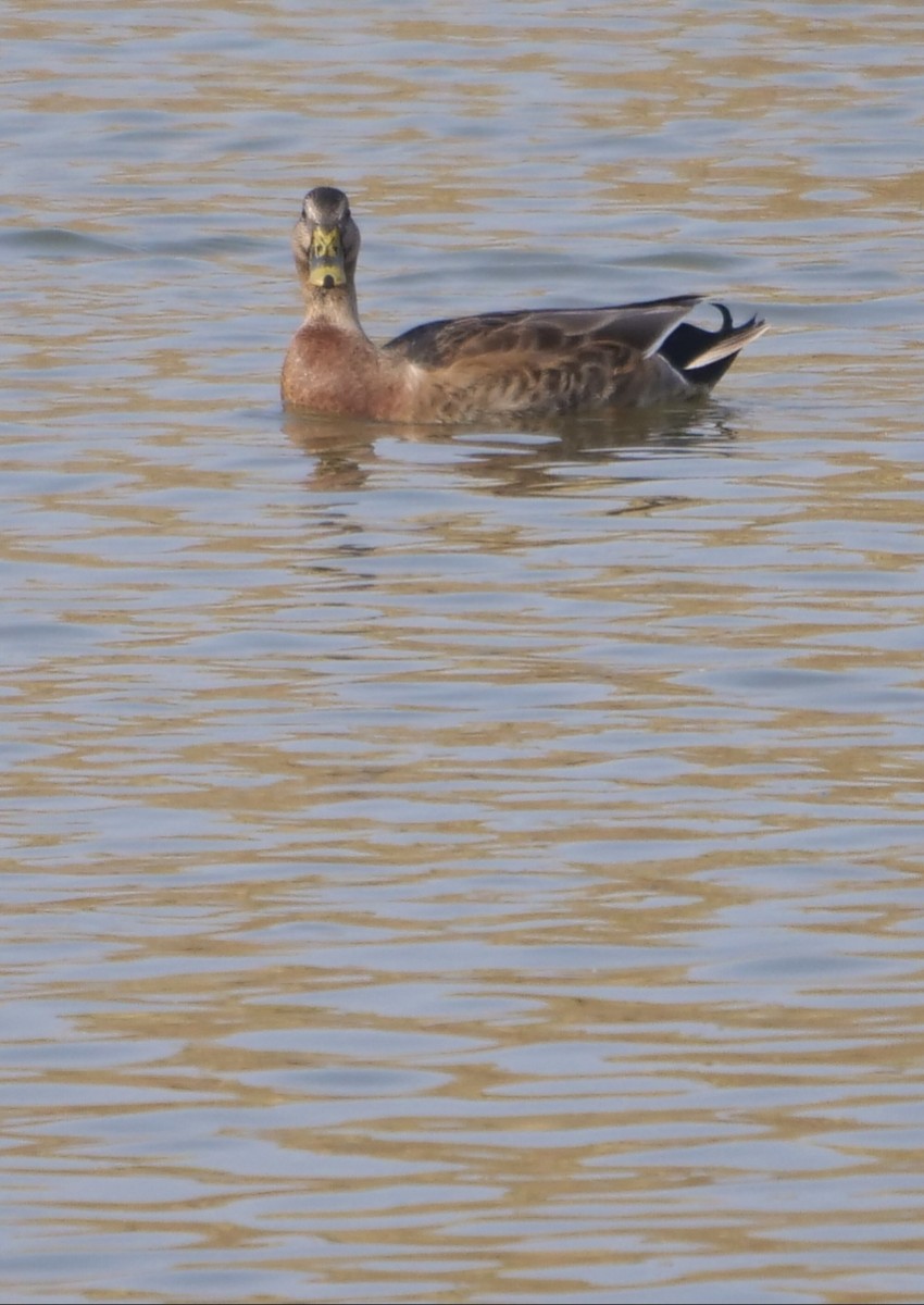Eastern Spot-billed Duck x Mallard (hybrid) - ML647156577