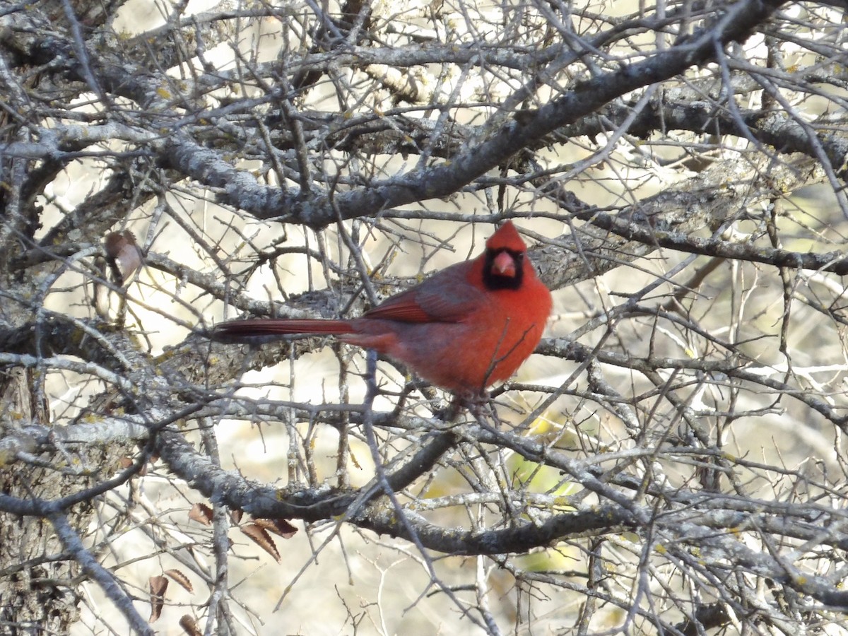 Northern Cardinal - ML647156578