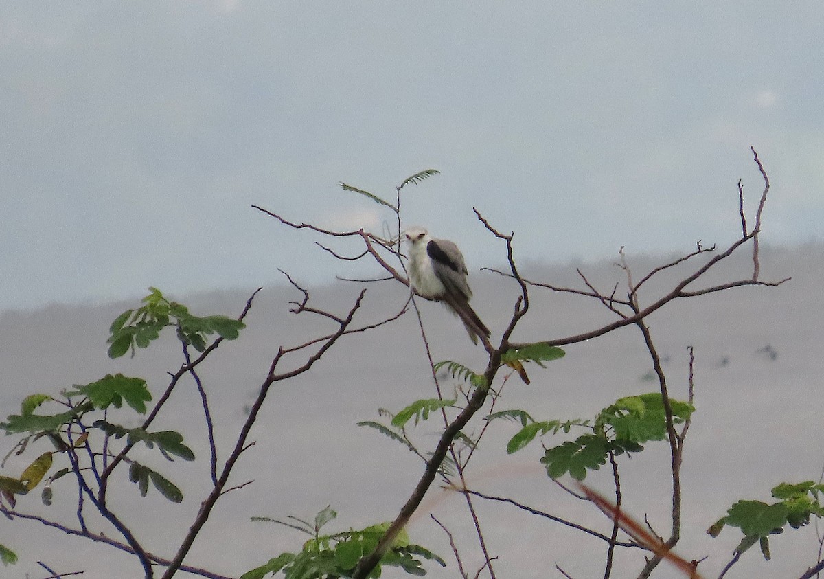 オジロトビ - ML647156590