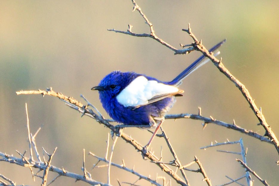 ハジロオーストラリアムシクイ - ML647156592