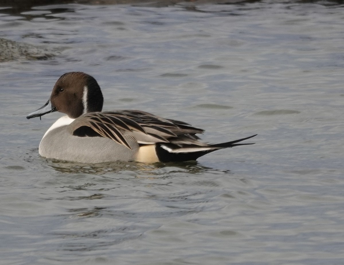 オナガガモ - ML647156593