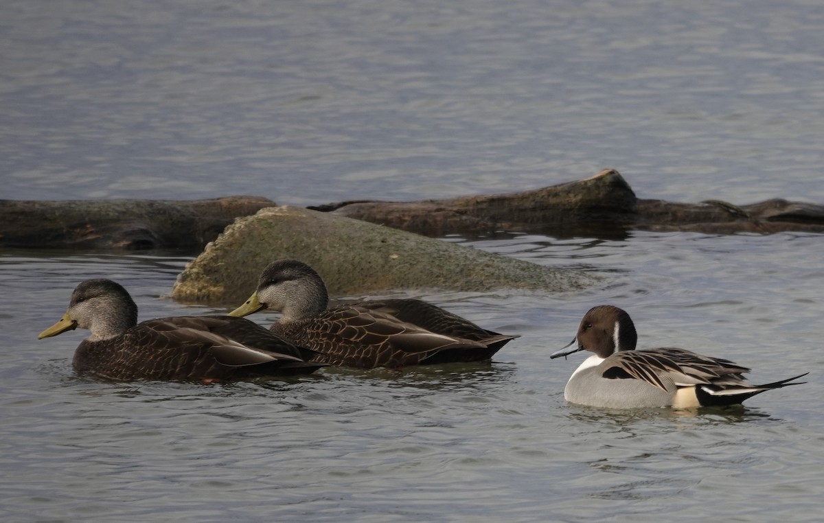 オナガガモ - ML647156594