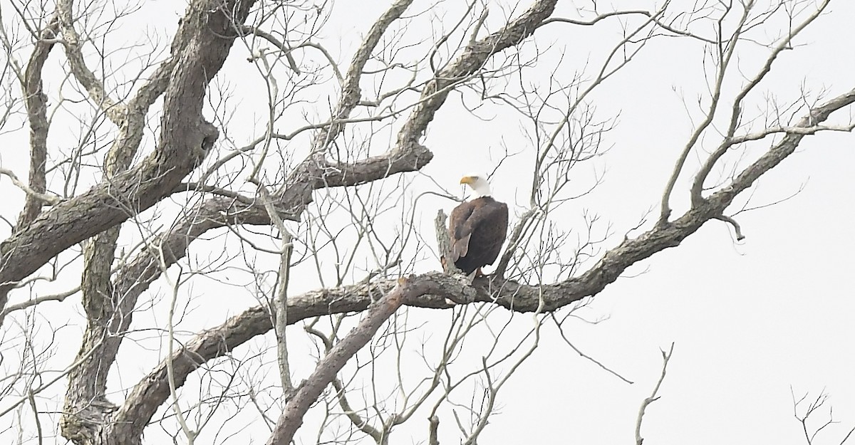 ハクトウワシ - ML647156595