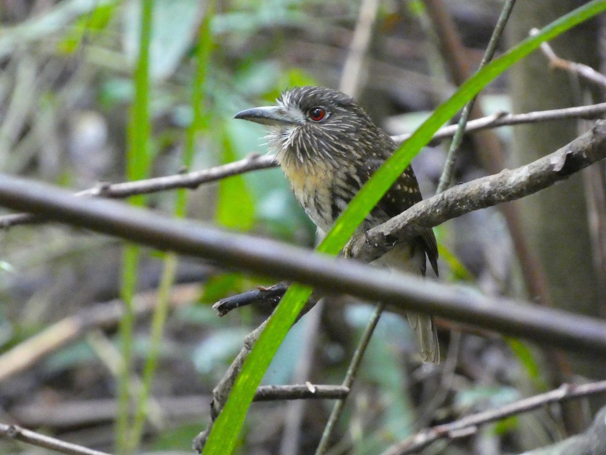 コシラヒゲオオガシラ - ML647156596