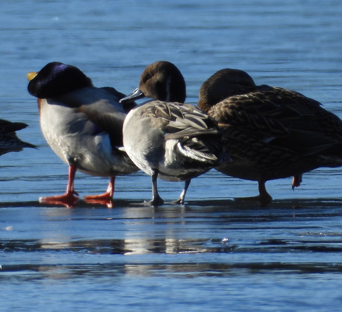 オナガガモ - ML647156597