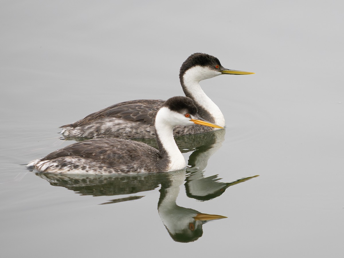 クビナガカイツブリ - ML647156598