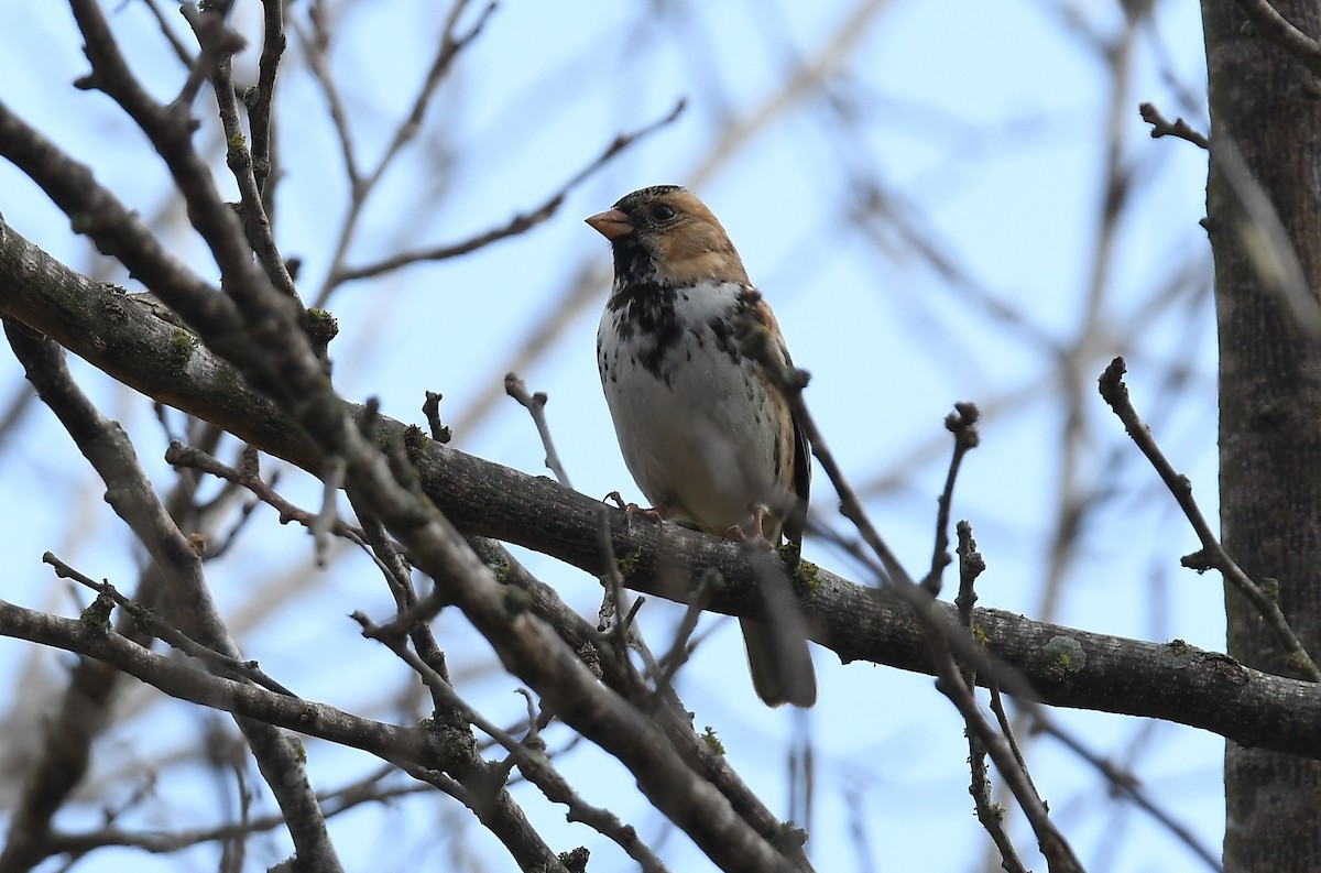 カオグロシトド - ML647156600