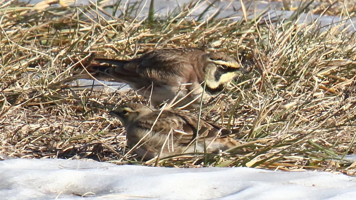 ハマヒバリ - ML647156601