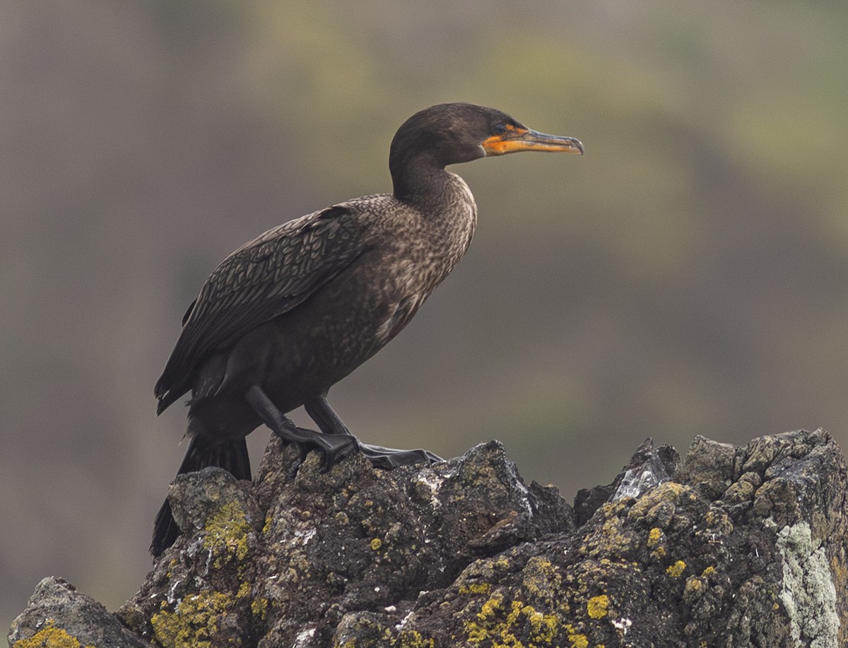 ミミヒメウ - ML647156602