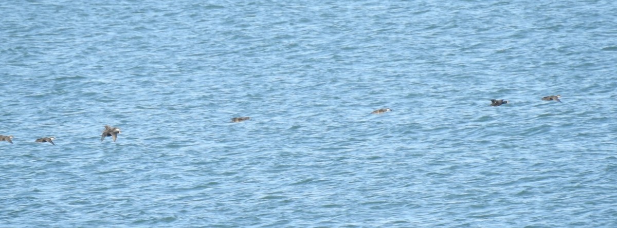 クロガモ - ML647156603