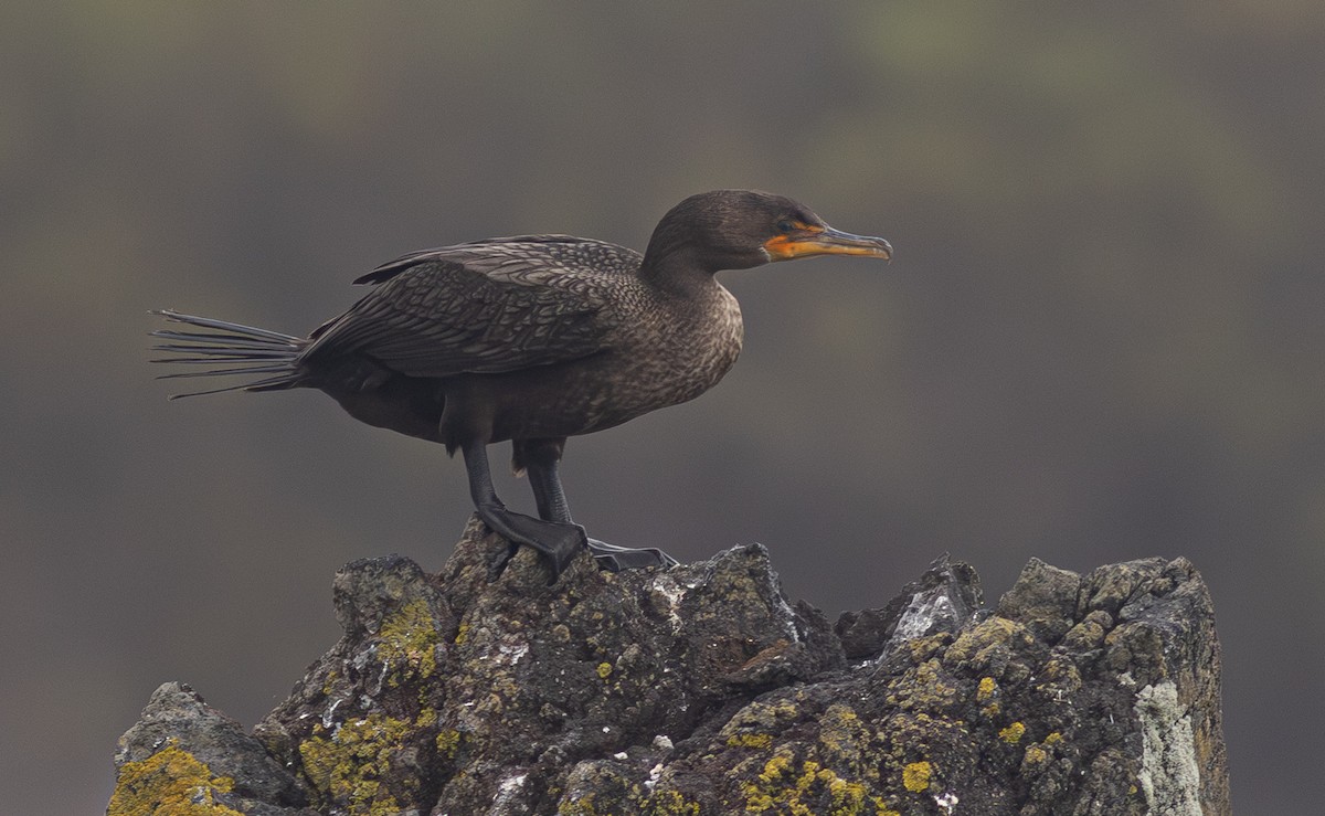 ミミヒメウ - ML647156605