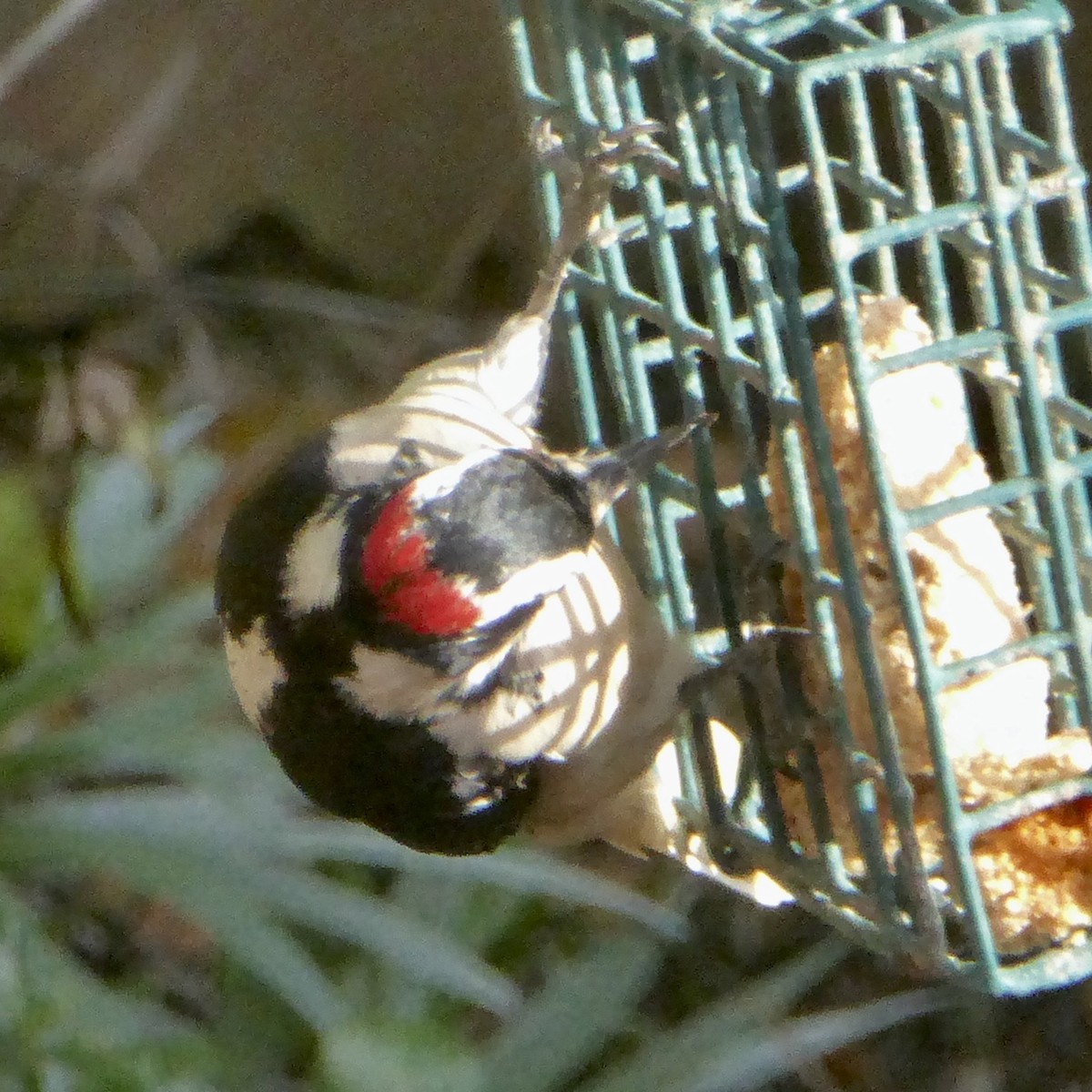 セジロコゲラ - ML647156606