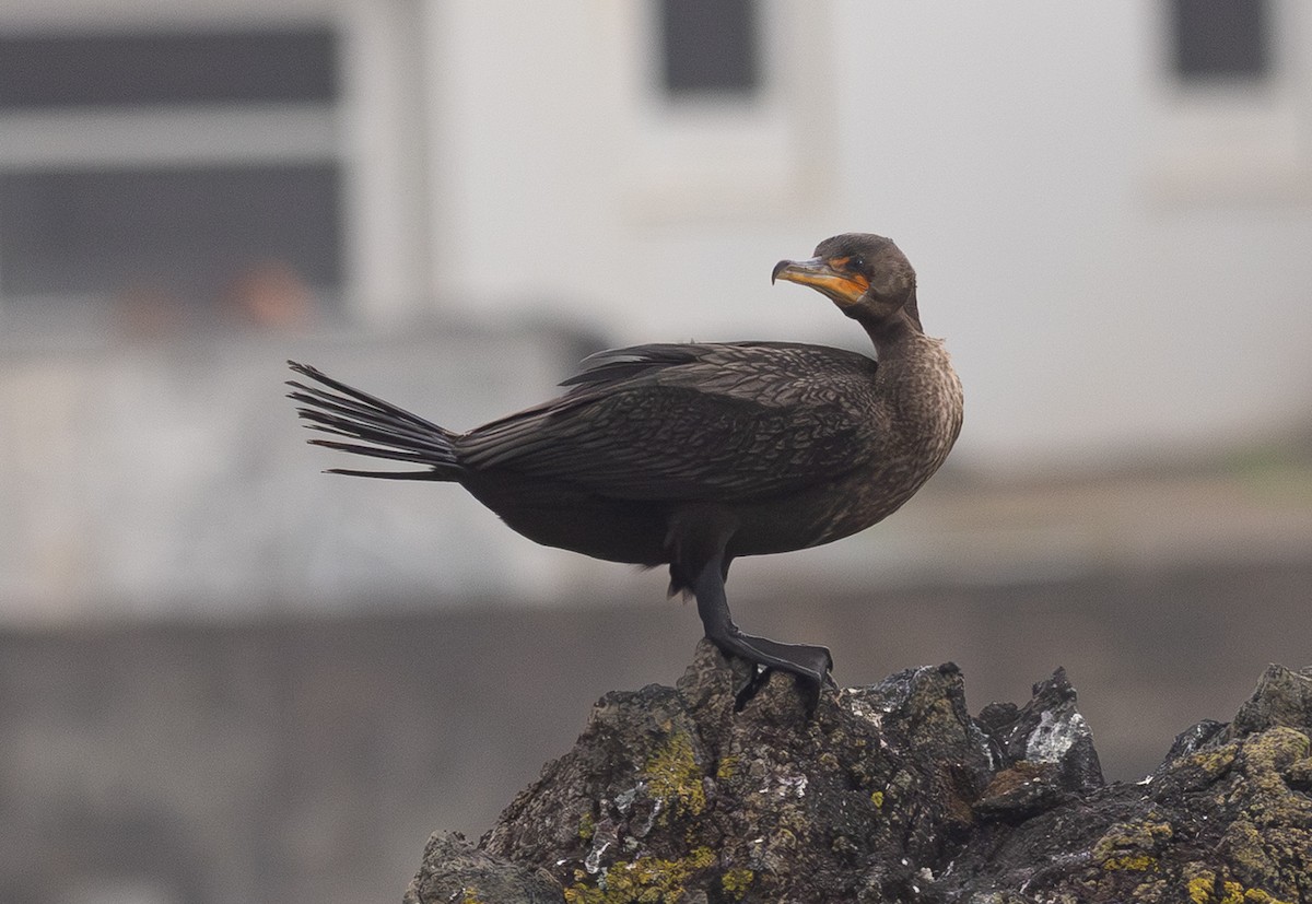 ミミヒメウ - ML647156607