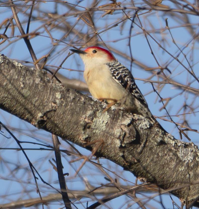 シマセゲラ - ML647156610