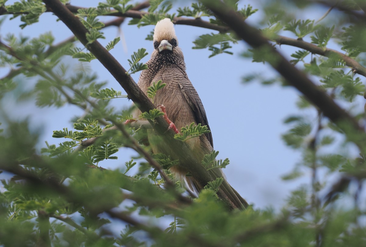 シロガシラネズミドリ - ML647156613