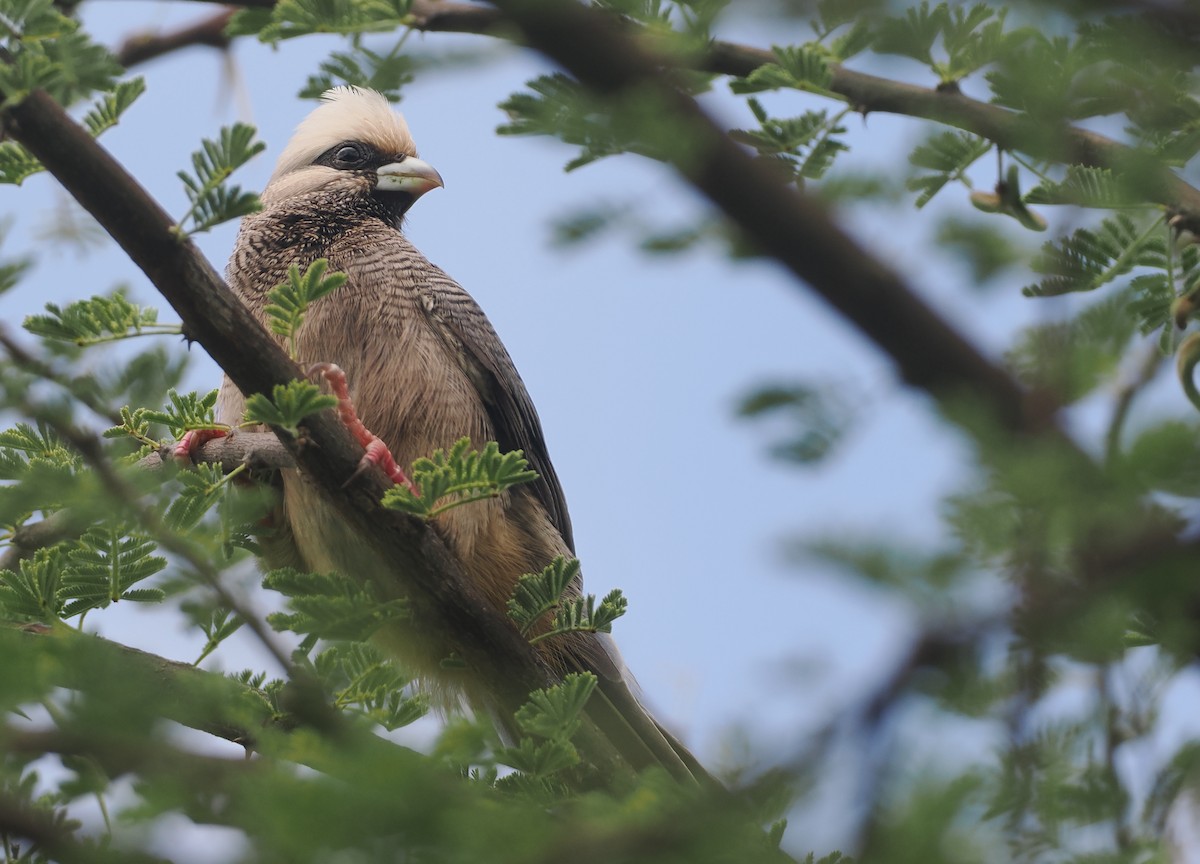 シロガシラネズミドリ - ML647156614