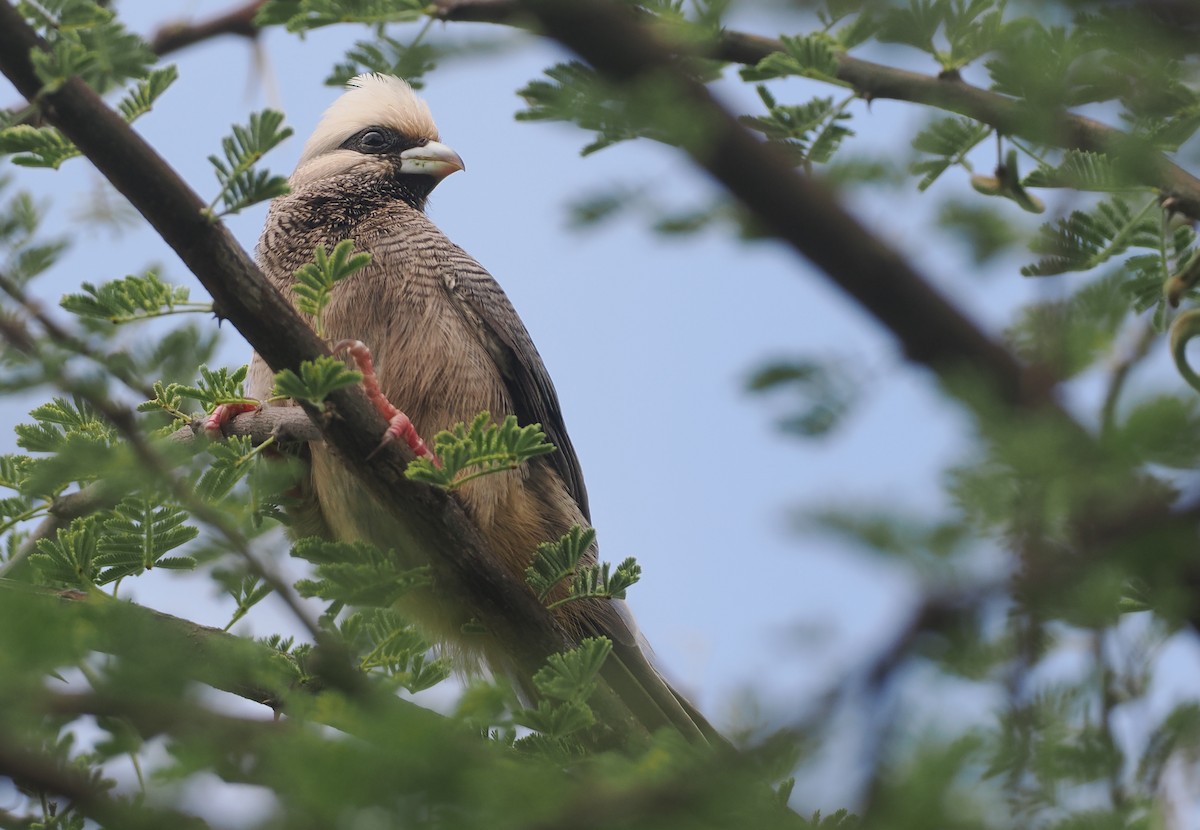 シロガシラネズミドリ - ML647156616