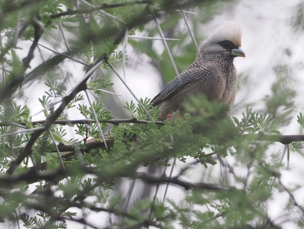 シロガシラネズミドリ - ML647156617