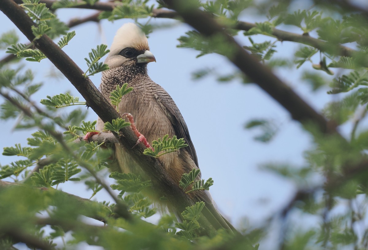 シロガシラネズミドリ - ML647156618