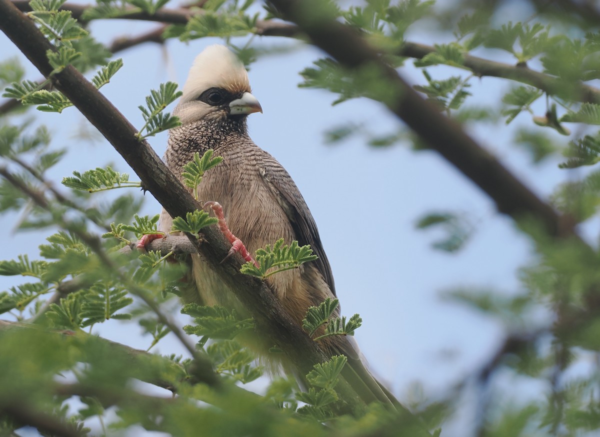 シロガシラネズミドリ - ML647156620